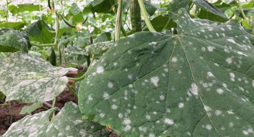 Proč se na listech okurek objevily bílé skvrny, co dělat a jak zacházet